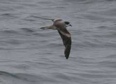 Ringed Storm-Petrel